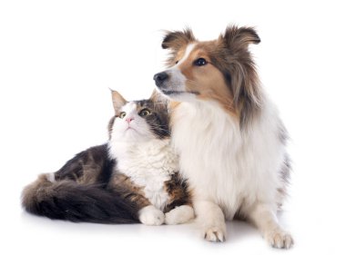 safkan bir shetland portresi beyaz arka plan önünde köpek ve maine coon kedi