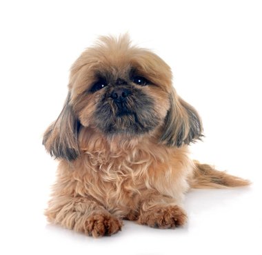 Beyaz arkaplan önünde shih tzu