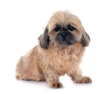 Beyaz arkaplan önünde shih tzu