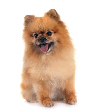 Beyaz arkaplan önünde genç pomeranian