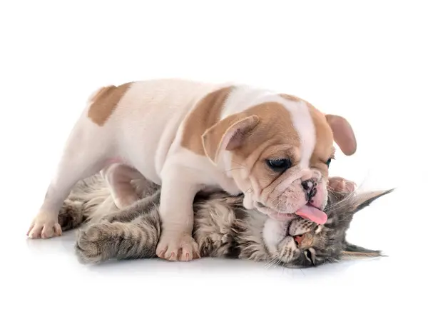 Maine Coon Kitten Bulldog Francês Frente Fundo Branco — Fotografia de Stock