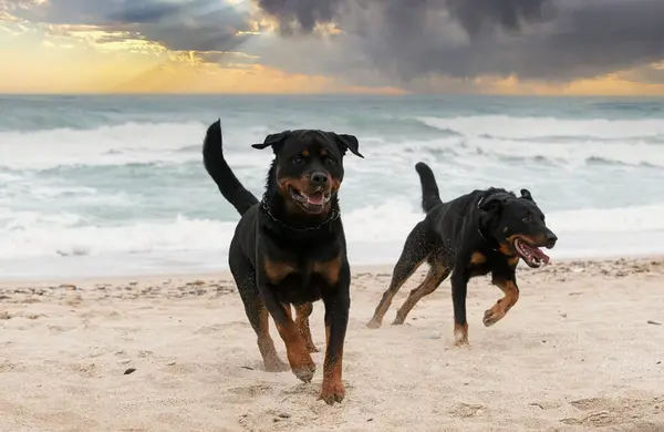 Jong Rottweiler Beauceron Lopen Het Strand Het Voorjaar — Stockfoto