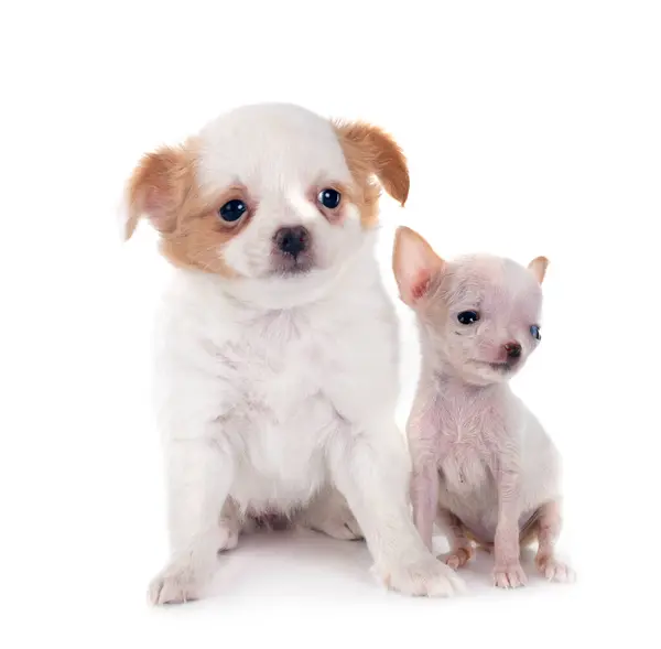 Little Chihuahuas Front White Background — Stock Photo, Image