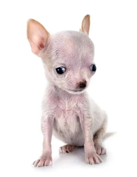 Kleiner Chihuahua Vor Weißem Hintergrund Stockbild