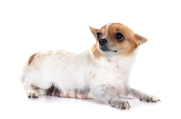 Piccolo Chihuahua Davanti Sfondo Bianco Foto Stock