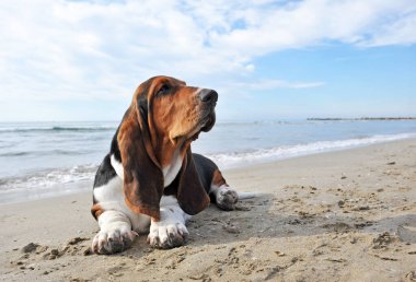 Basset köpeği yazın sahilde kalıyor.