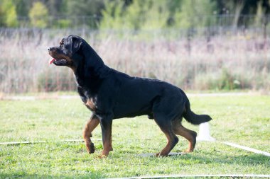 Bir Rottweiler ile itaat disiplini için köpek eğitimi.