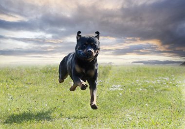 Bir Rottweiler ile itaat disiplini için köpek eğitimi.