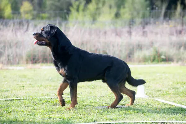 Dog Training Obedience Discipline Rottweiler — Stock Photo, Image