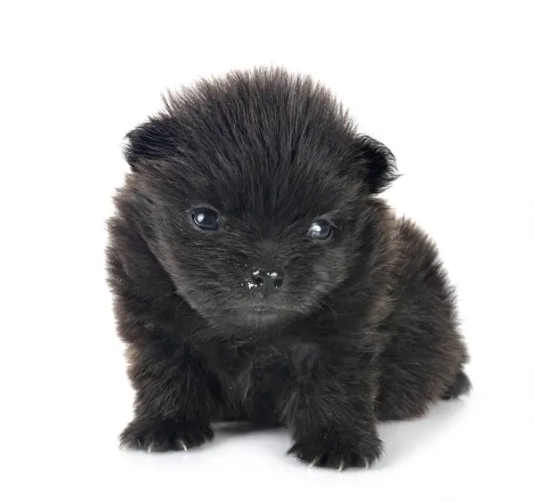 Jong Pomeranian Voorkant Van Witte Achtergrond Stockfoto
