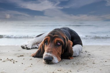 Basset köpeği yazın sahilde kalıyor.