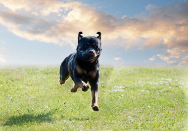 Bir Rottweiler ile itaat disiplini için köpek eğitimi.