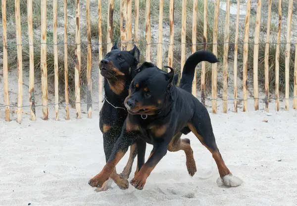 Young Rottweiler Beauceron Running Beach Spring — Stock Photo, Image