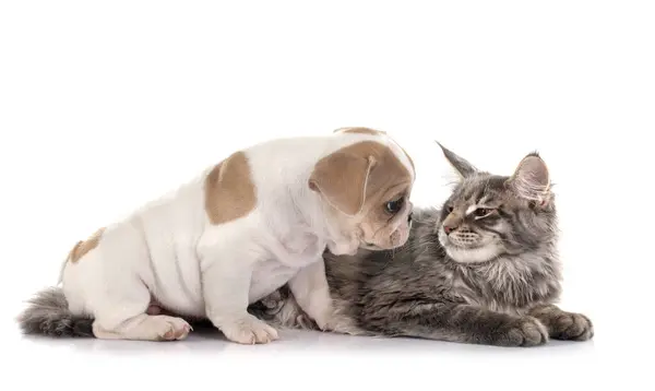 Maine Coon Kätzchen Und Französische Bulldogge Vor Weißem Hintergrund Stockbild