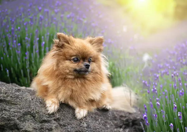 Foto Van Pomeranian Natuur Het Voorjaar Rechtenvrije Stockafbeeldingen