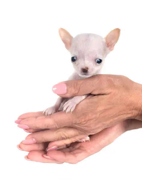 Liten Chihuahua Framför Vit Bakgrund Royaltyfria Stockfoton
