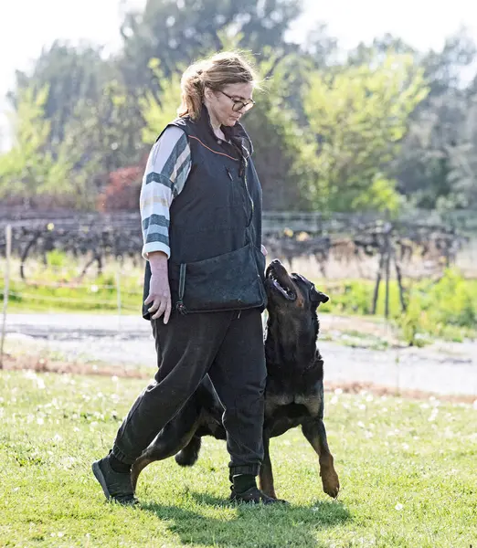Treinamento Cão Para Disciplina Obediência Com Rottweiler — Fotografia de Stock