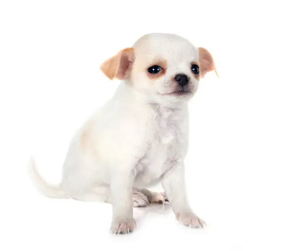 Kleine Chihuahua Voor Witte Achtergrond Stockfoto