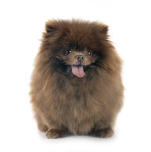 Young Pomeranian Front White Background Stock Photo