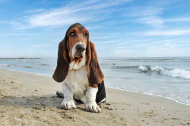 Basset köpeği yazın sahilde kalıyor.