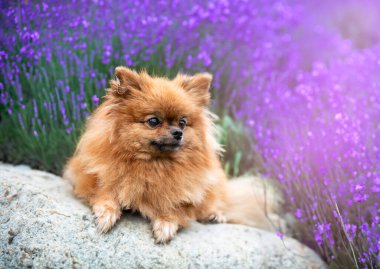 Pomeranian 'ın doğadaki resmi, ilkbaharda