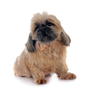 Beyaz arkaplan önünde shih tzu