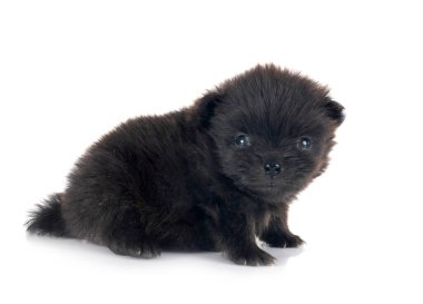 Beyaz arkaplan önünde genç pomeranian