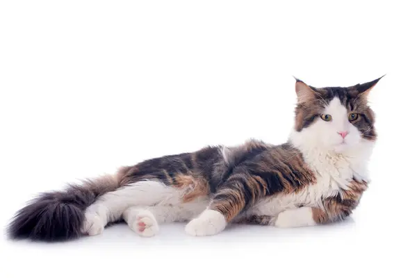 Porträt Einer Reinrassigen Maine Coon Katze Auf Weißem Hintergrund Stockfoto