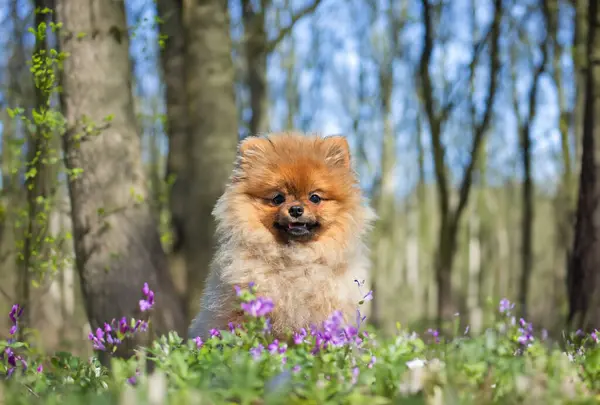 Cachorro Pomeranian Spitz Sentado Naturaleza Fotos De Stock