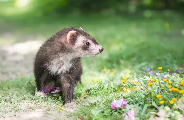 Female Ferret Staying Field France Stock Image