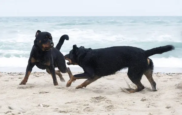 Giovane Rottweiler Beauceron Esecuzione Sulla Spiaggia Primavera Fotografia Stock