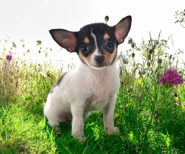 Kleine Chihuahua Voorkant Van Lente Achtergrond Rechtenvrije Stockafbeeldingen