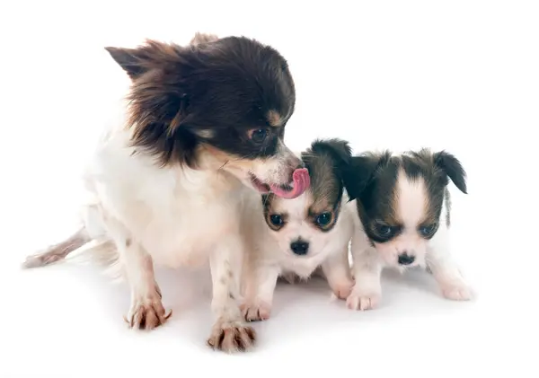 Kleine Chihuahuas Voorkant Van Witte Achtergrond Stockafbeelding