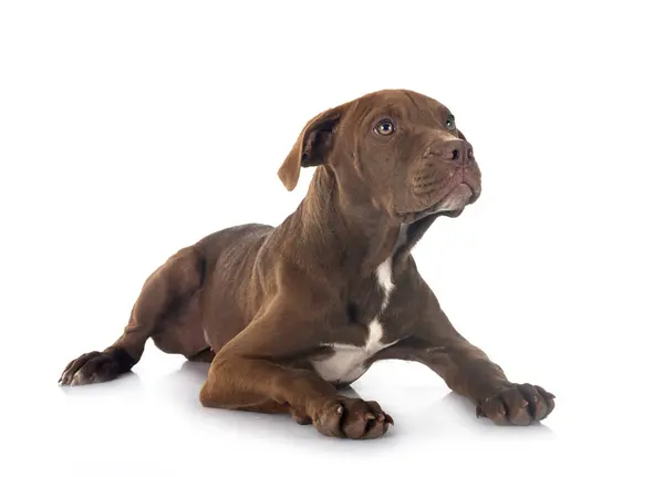 美国斗牛犬幼犬在白色背景前摆姿势 免版税图库图片