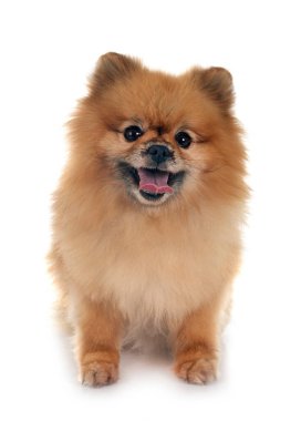 Beyaz arkaplan önünde genç pomeranian