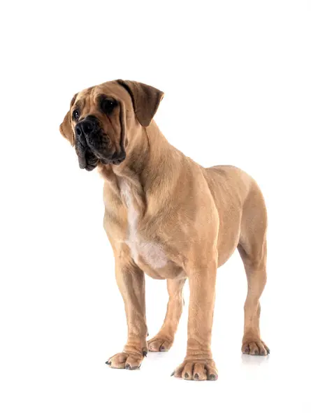 Rare Breed South African Boerboel Posing Front White Background — Stock Photo, Image
