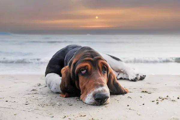 巴萨特猎犬夏天呆在海滩上 图库照片
