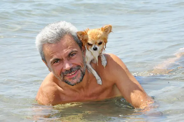Chihuahua Suo Proprietario Nuotano Nel Mare Fotografia Stock