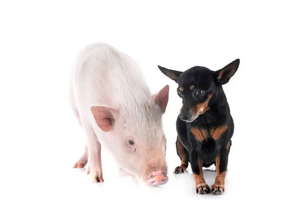 Miniaturpinscher Und Schwein Vor Weißem Hintergrund Stockfoto