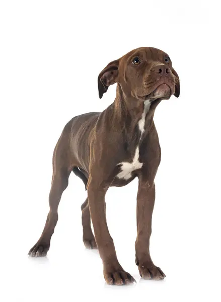 美国斗牛犬幼犬在白色背景前摆姿势 免版税图库照片