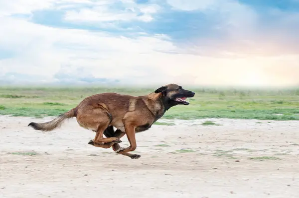 Junger Belgischer Schäferhund Der Der Natur Für Sicherheit Trainiert Stockfoto