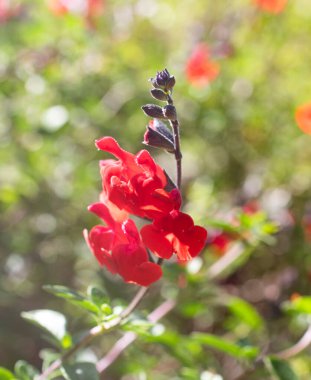 flowers of Salvia microphylla in a garden clipart