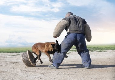 Genç Belçikalı çoban köpeği doğada güvenlik eğitimi alıyor.