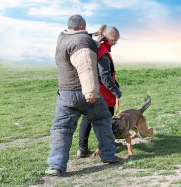 Genç Belçikalı çoban köpeği doğada güvenlik eğitimi alıyor.