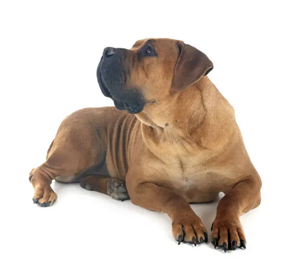Rare Breed South African Boerboel Posing Front White Background — Stock Photo, Image