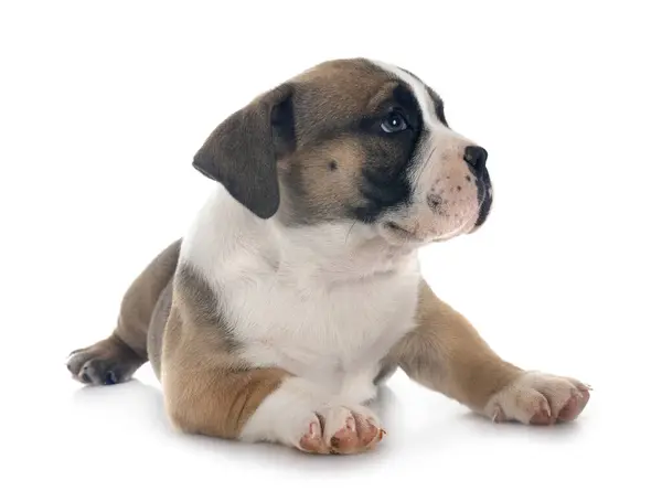 Cachorrinho Americano Valentão Frente Fundo Branco Imagens De Bancos De Imagens Sem Royalties