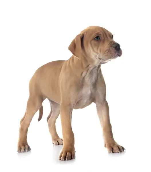 Welpe American Pitbull Terrier Und Chihuahuain Vor Weißem Hintergrund lizenzfreie Stockbilder