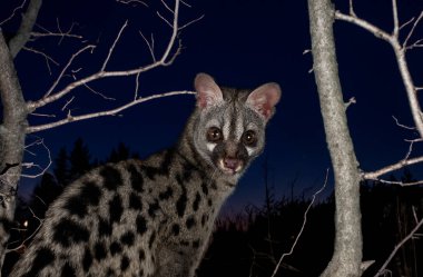 Siyah arkaplan önünde ortak genet