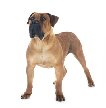 Beyaz arka planda poz veren nadir Güney Afrika boerboel cinsi