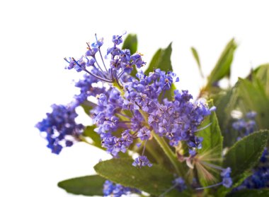 Beyaz arkaplan önünde Ceanothus thyrsiflorus